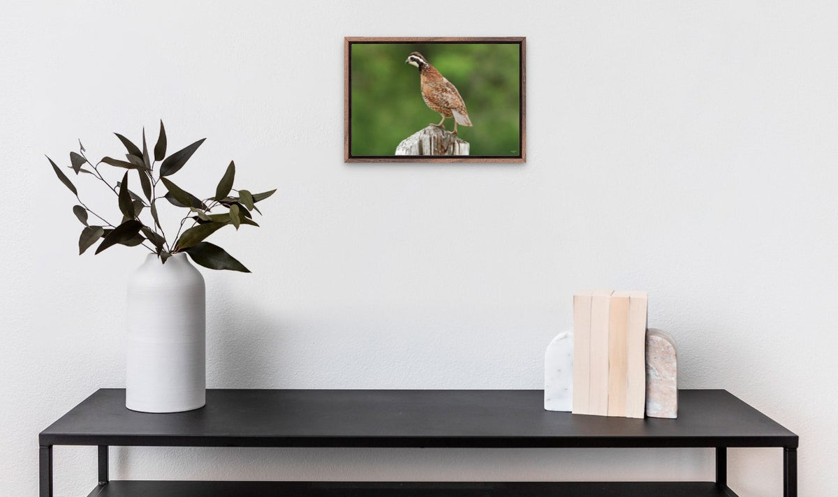 Bobwhite Quail on Cedar Post