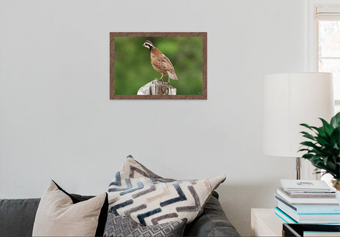 Bobwhite Quail on Cedar Post