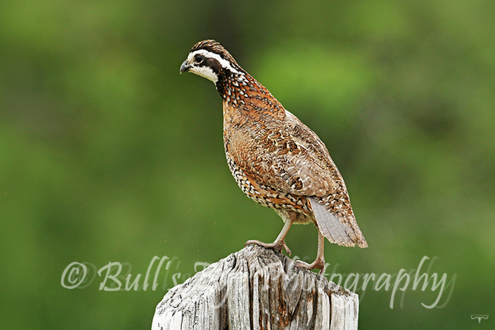 Bobwhite Quail on Cedar Post