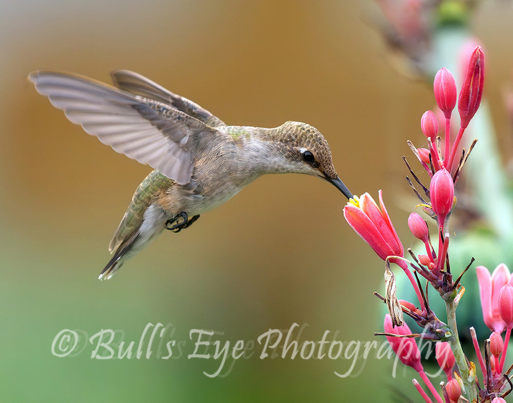 Female Ruby-Throated Hummingbird