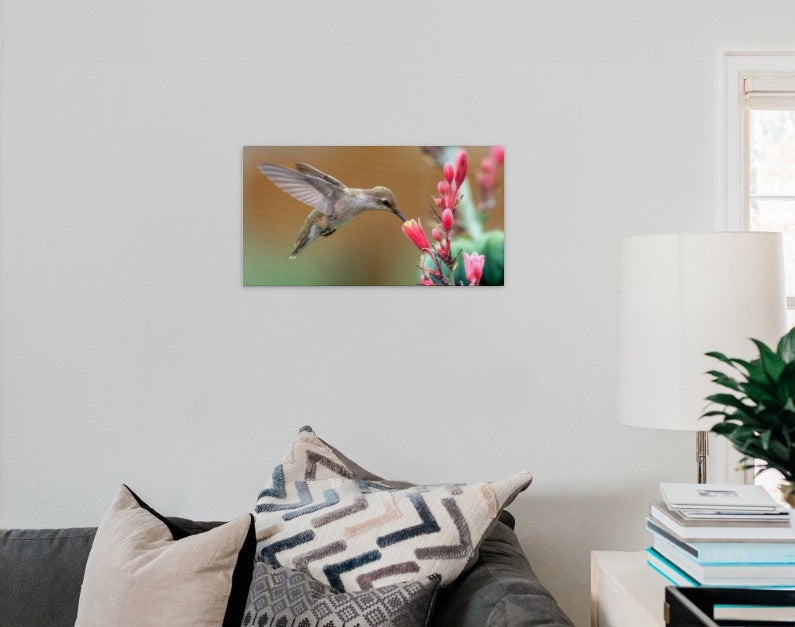 Female Ruby-Throated Hummingbird