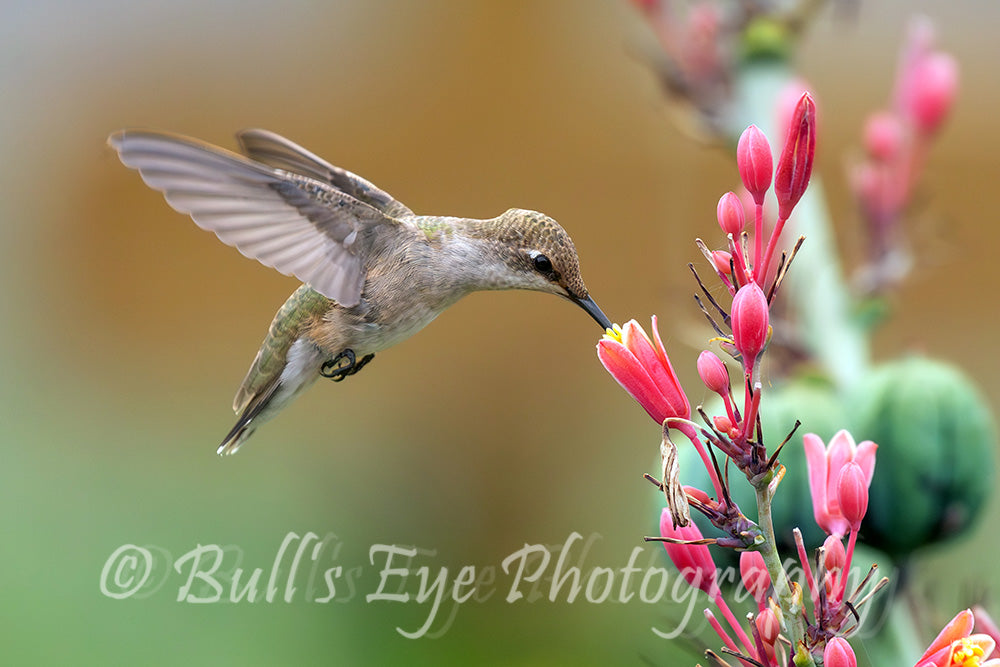Female Ruby-Throated Hummingbird