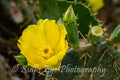 The Beautiful Cactus Flower