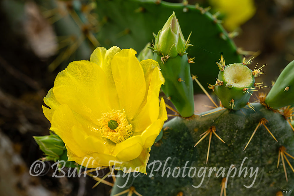 The Beautiful Cactus Flower