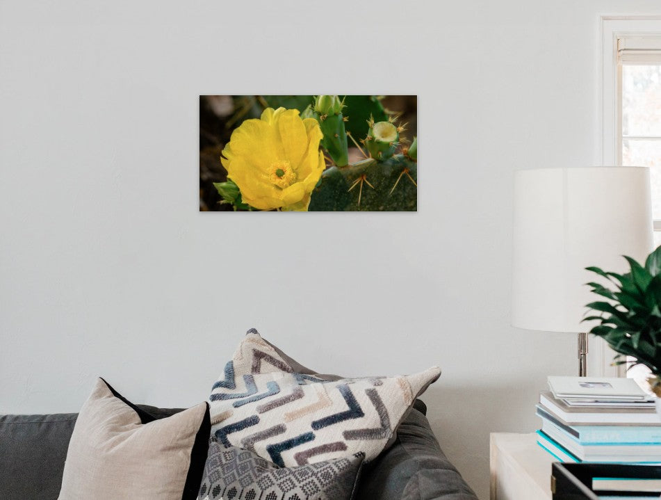 The Beautiful Cactus Flower