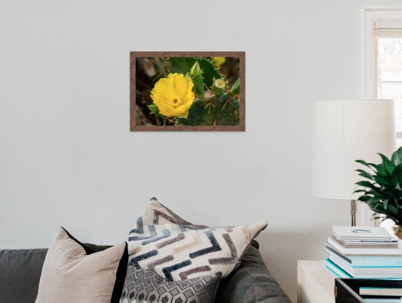The Beautiful Cactus Flower