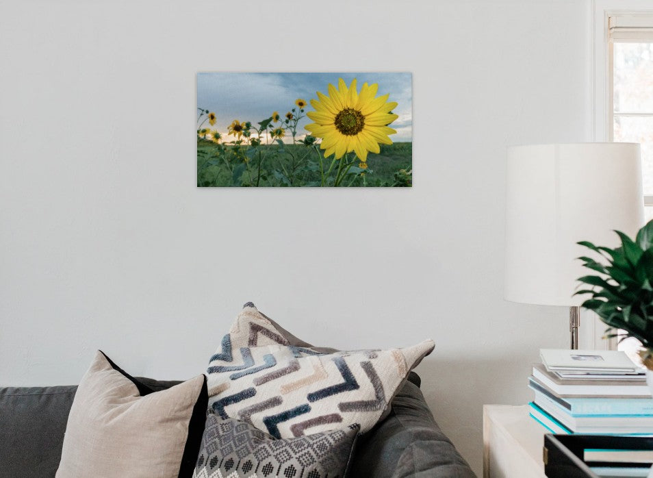 Sunflower Field