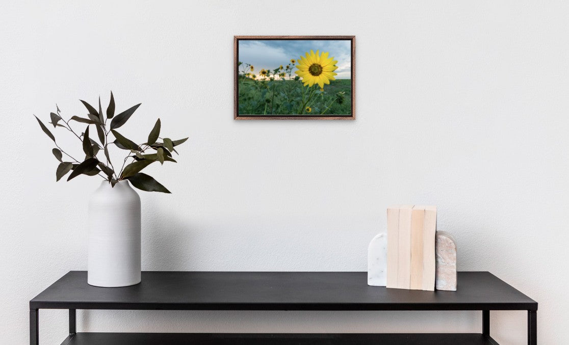Sunflower Field
