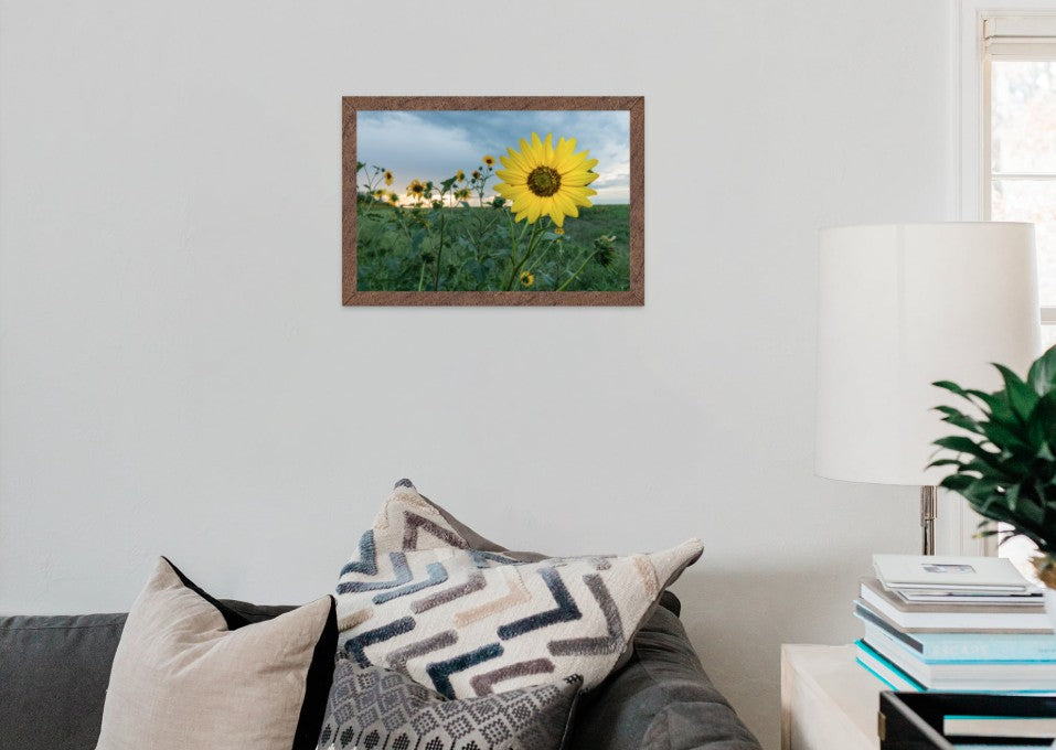 Sunflower Field