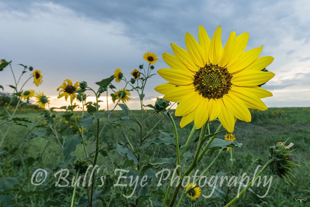 Sunflower Field