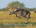 Whitetail Jumping Fence