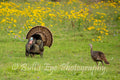 Turkey Gobbler with a Hen