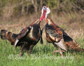 Turkey Gobblers Fighting