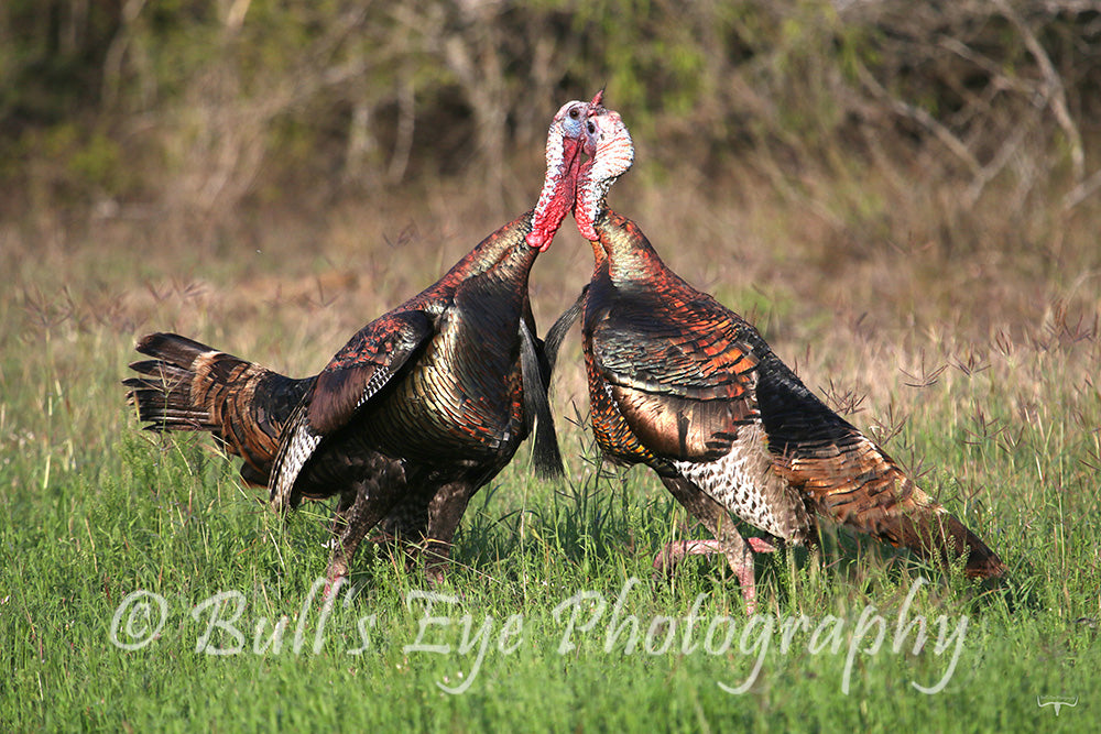 Turkey Gobblers Fighting